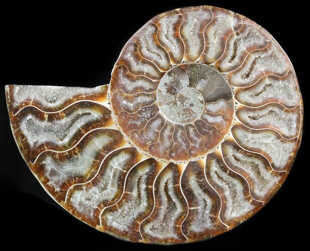 Agatized Ammonite Fossil (Half) #46528